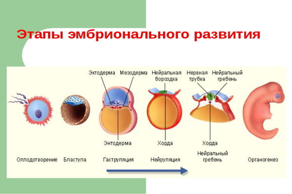 Эмбрион при курении и алкоголе