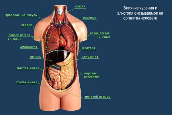 Органы при курении и алкоголе