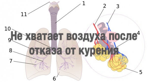 Бросил курить - как очистить бронхи